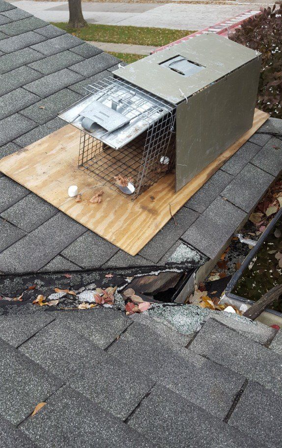Raccoon trap on roof Raccoon trap on roof