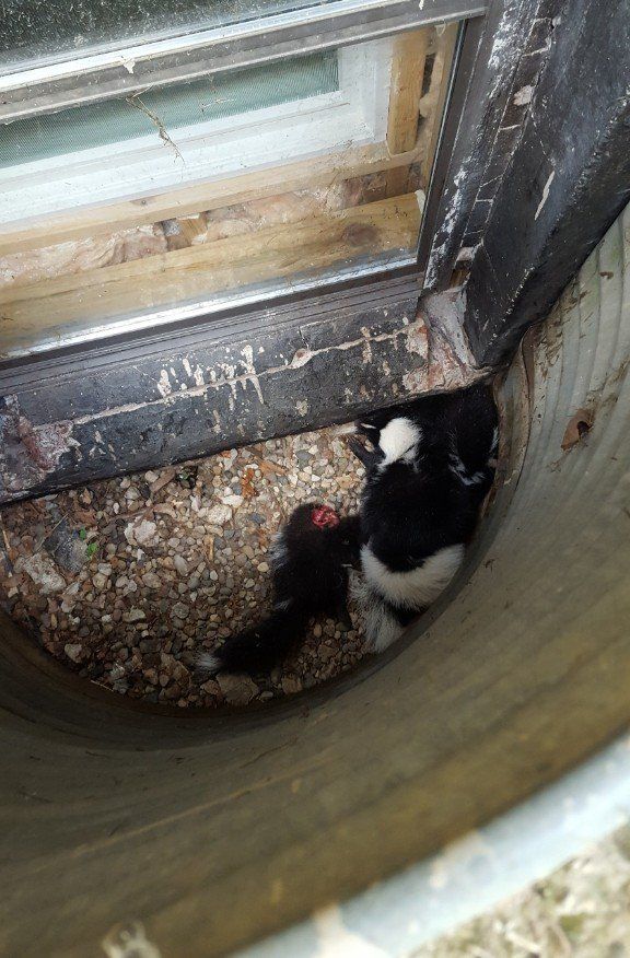 Skunk in window well Skunk in window well