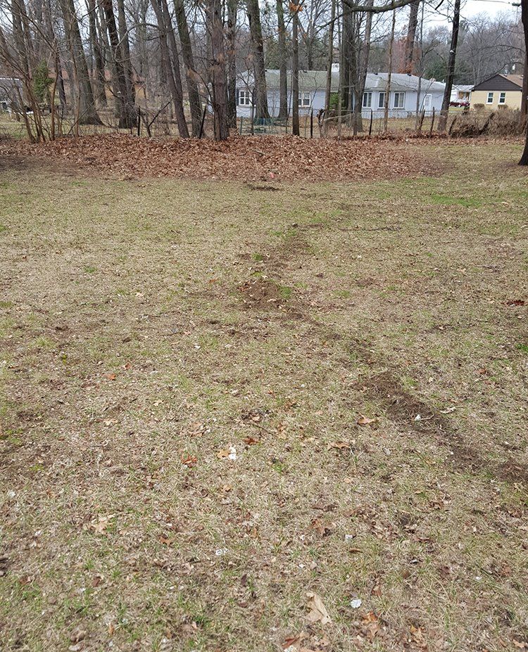 Mole damage to a lawn Mole damage to a lawn