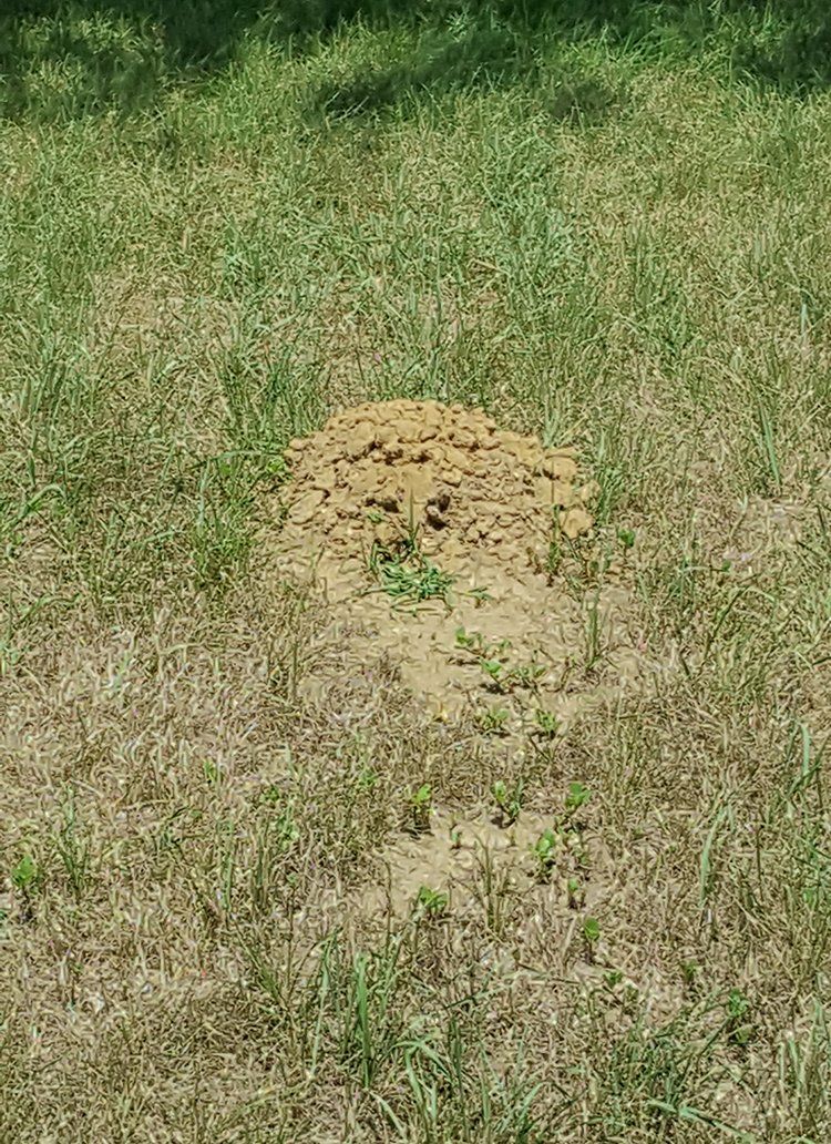 Mole hill on lawn Mole hill on lawn