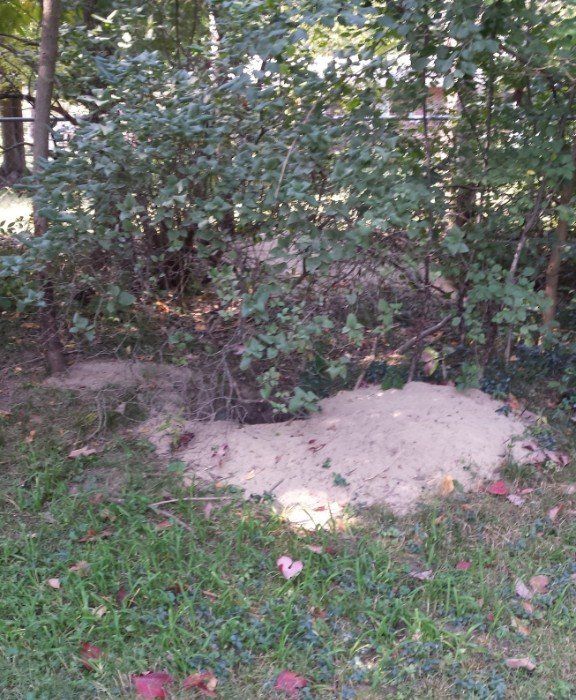 Woodchuck burrow in backyard Woodchuck burrow in backyard