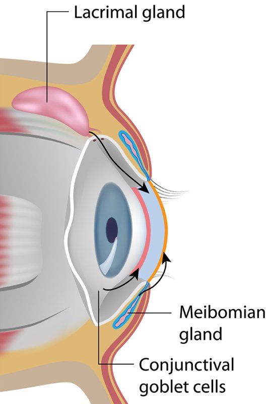 Click to Enlarge Treatment for Meibomian Gland Dysfunction (MGD) Keratitis Sicca, and Keratoconjunctivitis Sicca (KCS) by Marc Bystock NYC Acupuncturist in Midtown Manhattan NY