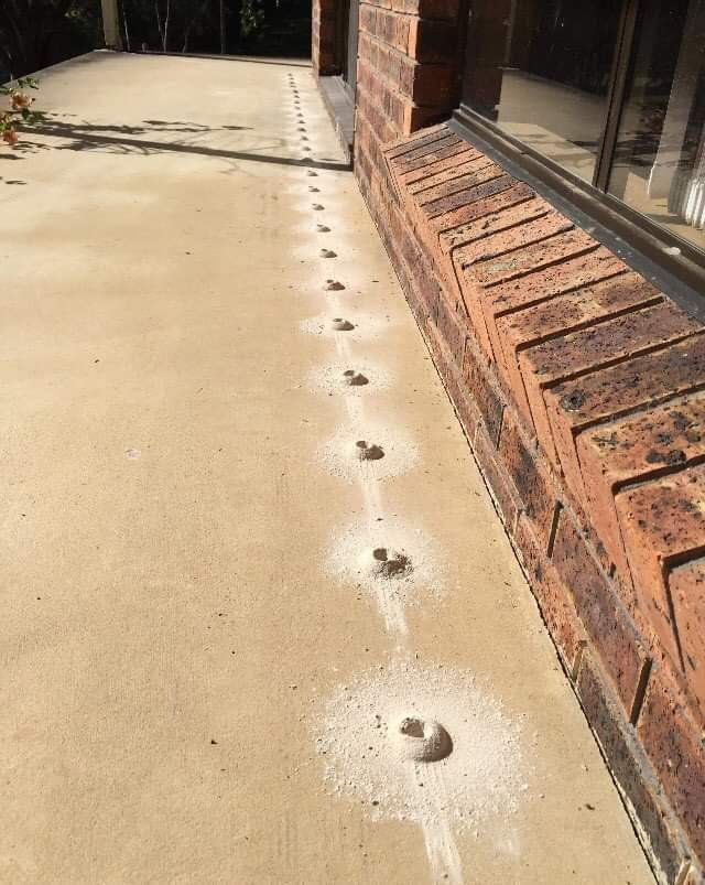 Many Termites on the Floor — Pest Control In Port Macquarie, NSW