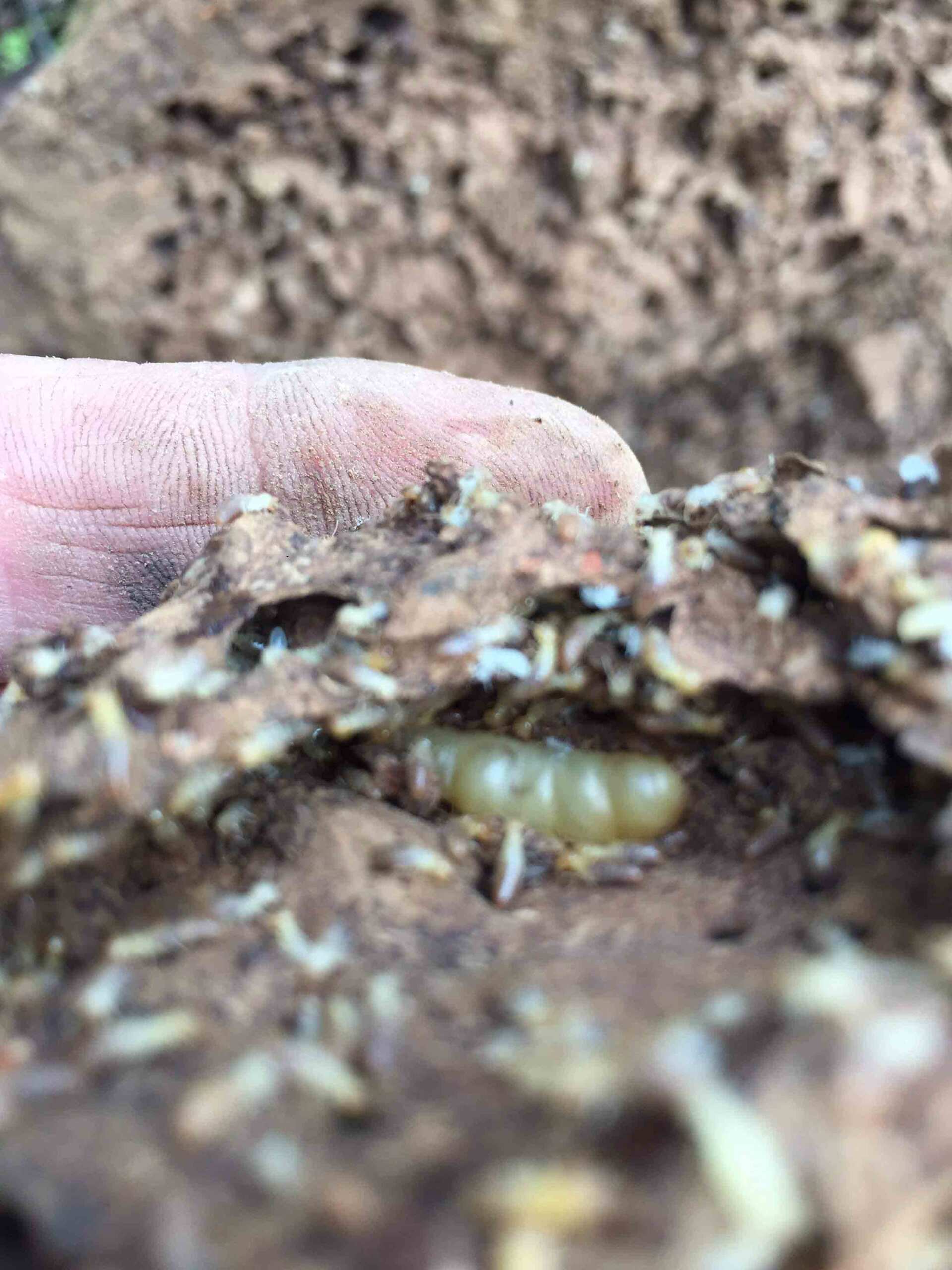 Termites Inside the Wood — Pest Control In Port Macquarie, NSW