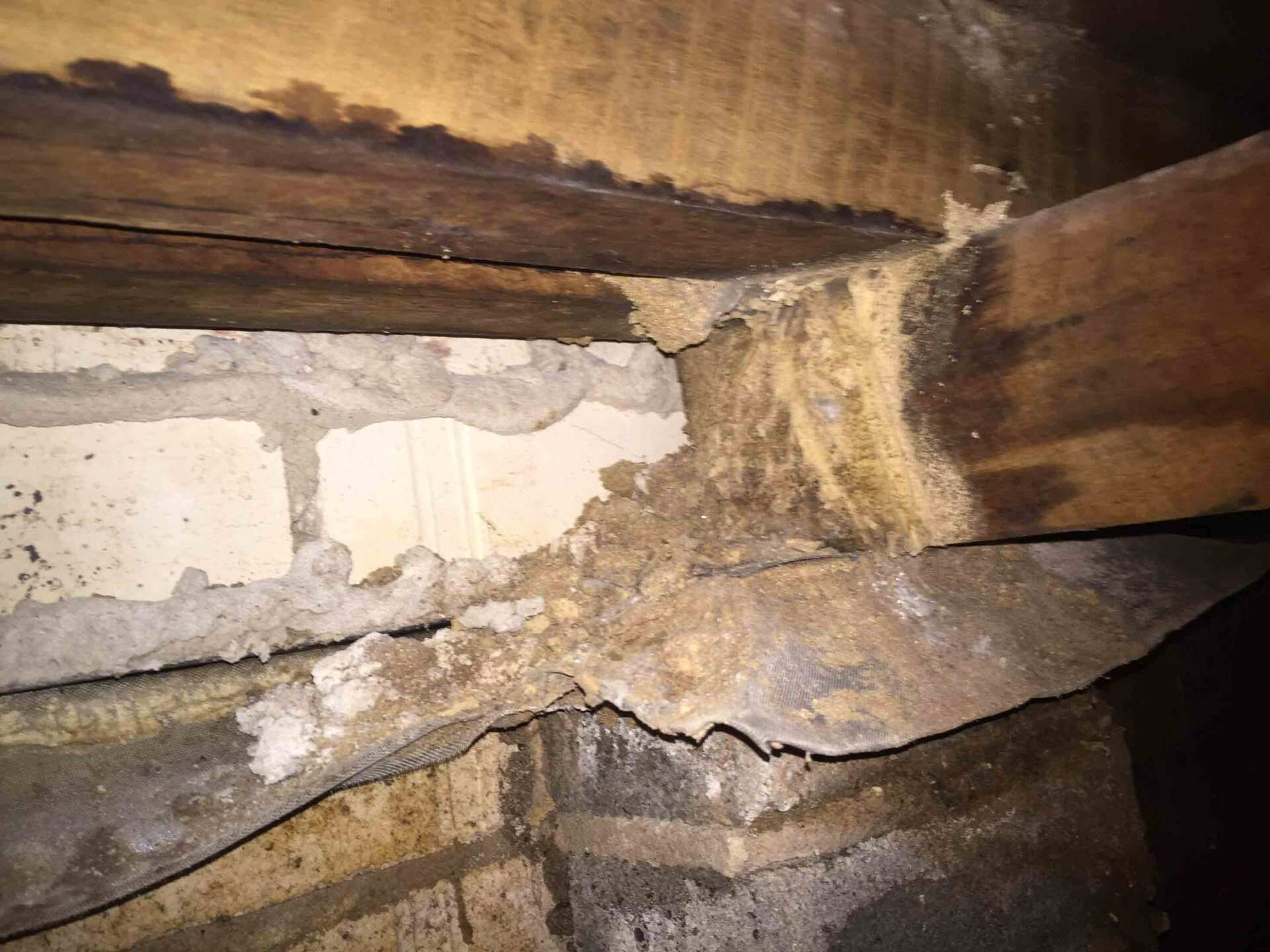 Termites Destroying the Wood — Pest Control In Port Macquarie, NSW