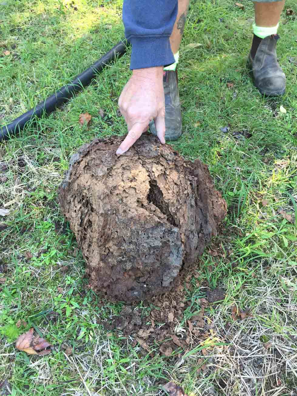 A Man Spraying the Termites in the Wood — Pest Control In Port Macquarie, NSW