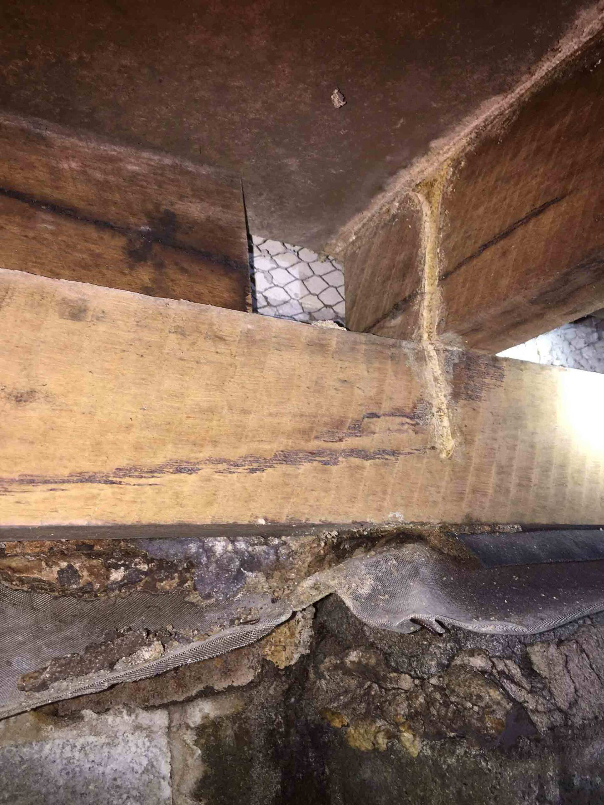 Pests on the Wood — Pest Control In Port Macquarie, NSW