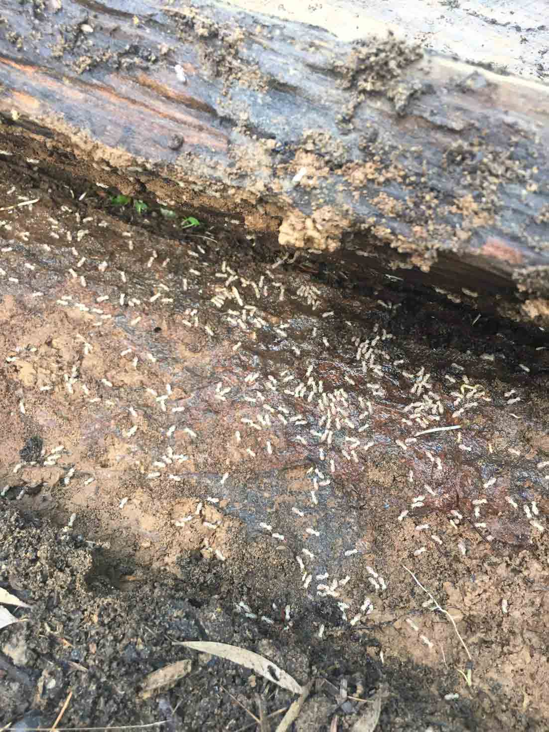 Many Termites on the Wood — Pest Control In Port Macquarie, NSW
