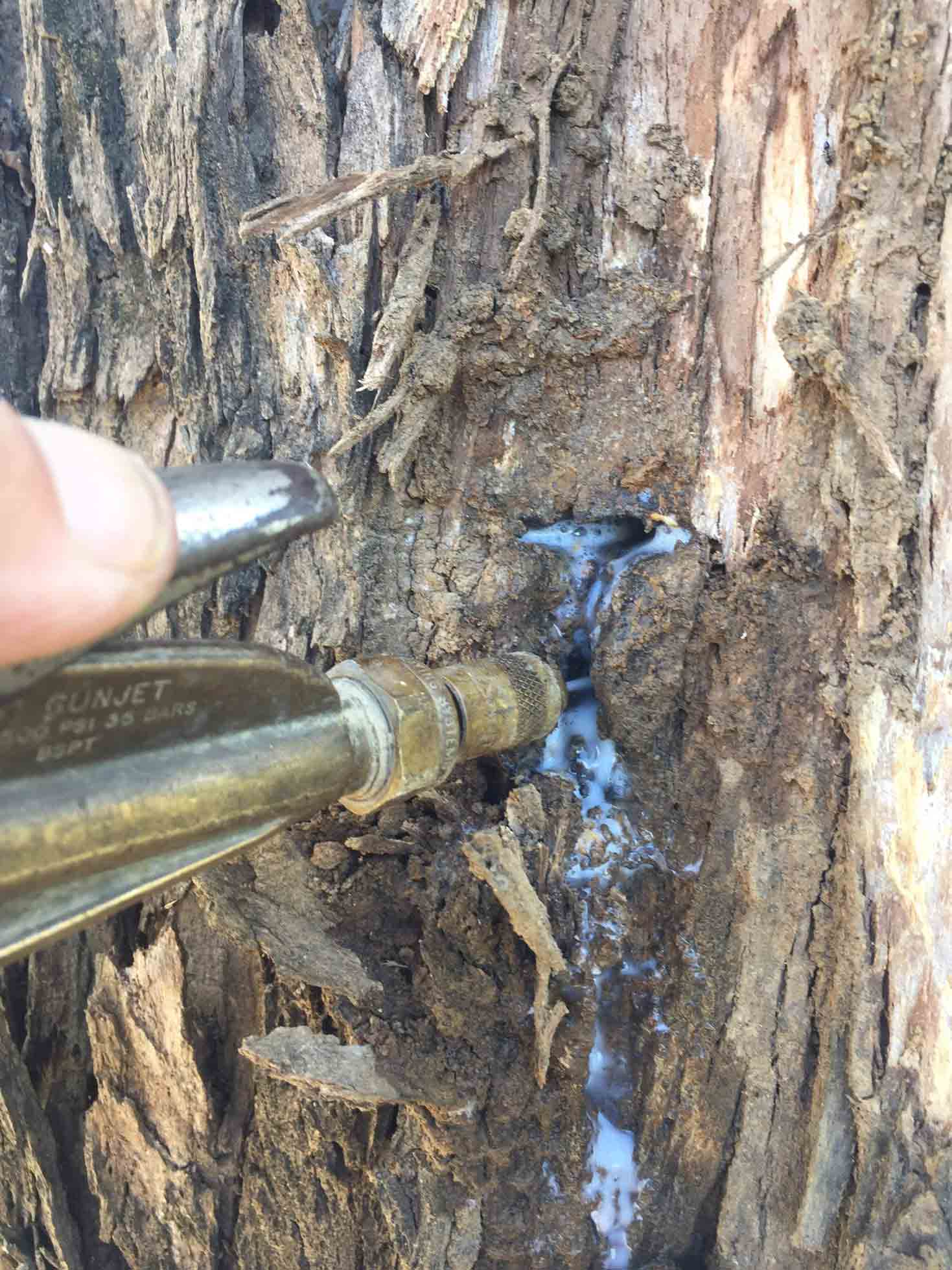Termites Spraying — Pest Control In Port Macquarie, NSW