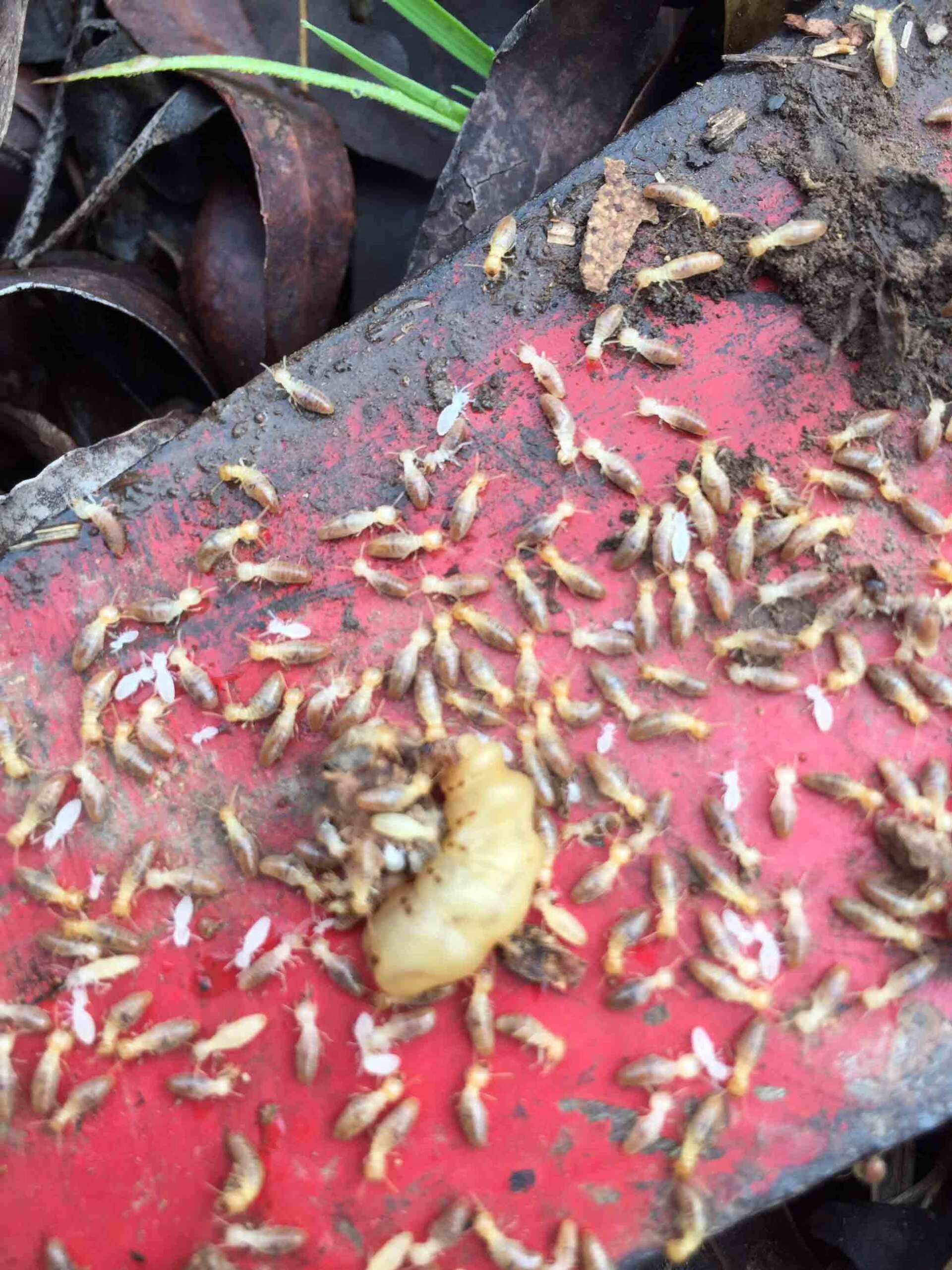 A Lot of Termites — Pest Control In Port Macquarie, NSW
