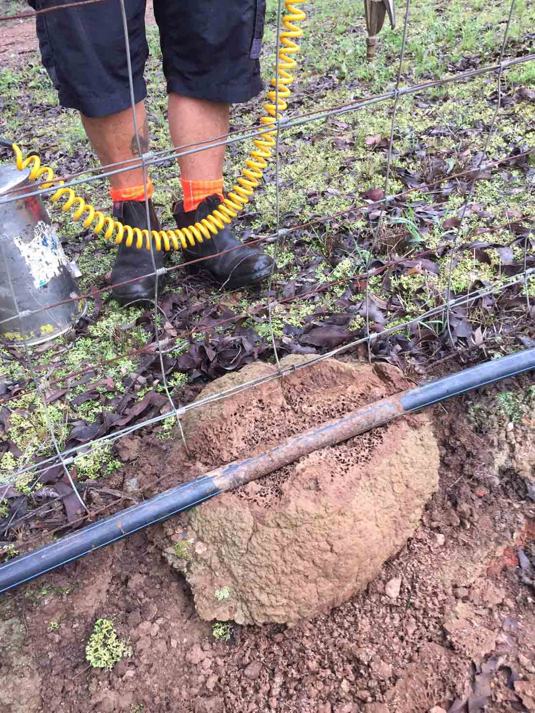 Termite on Soil — Pest Control In Port Macquarie, NSW