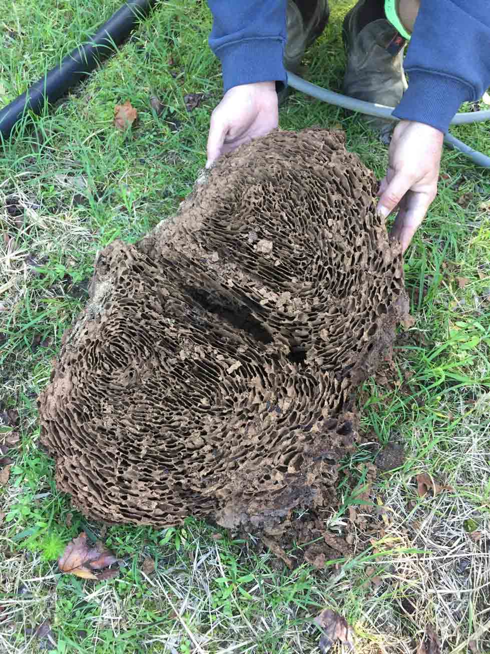 Termite Damage — Pest Control In Port Macquarie, NSW