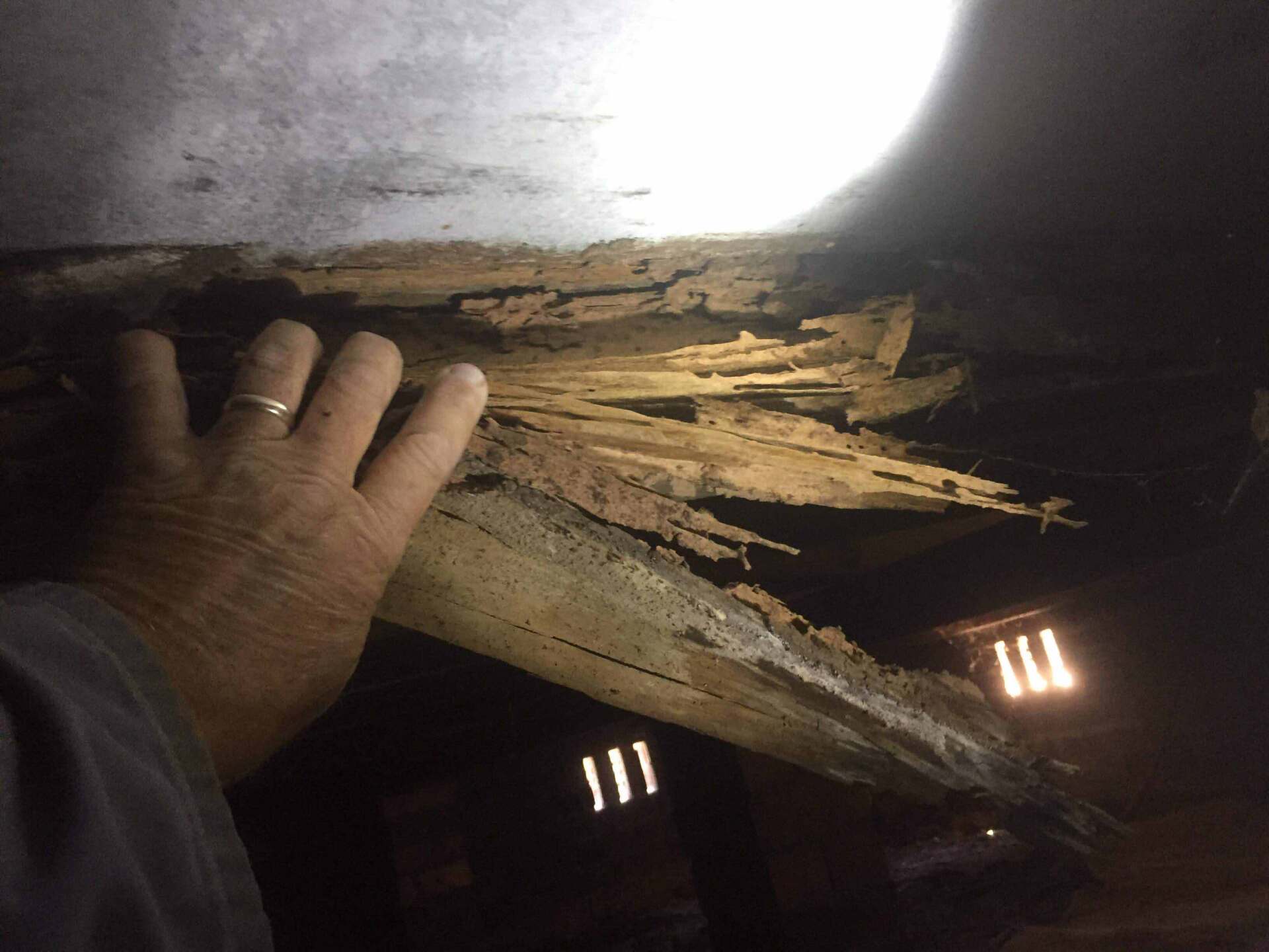 Break Woods with Termite — Pest Control In Port Macquarie, NSW