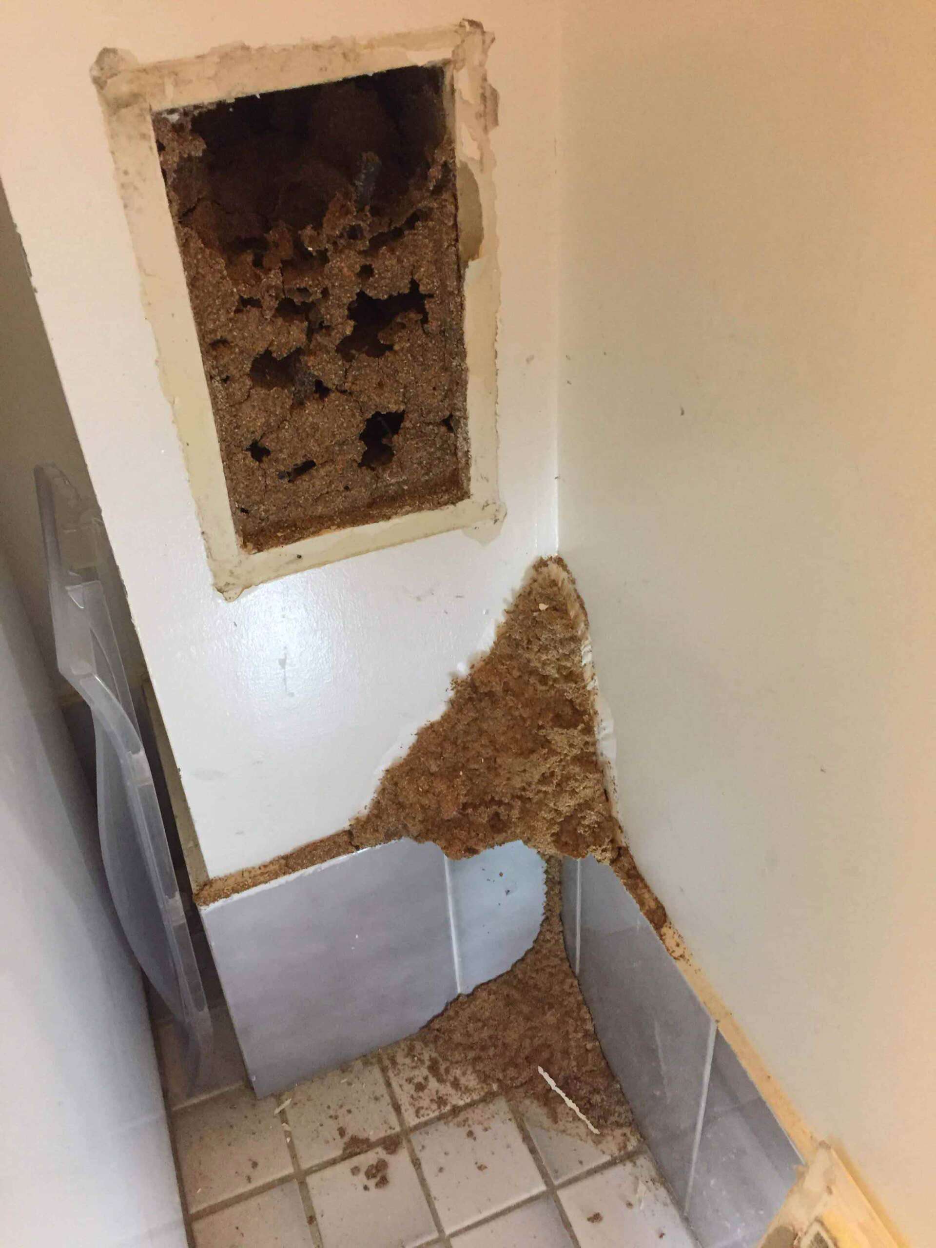 Termite on Wall — Pest Control In Port Macquarie, NSW
