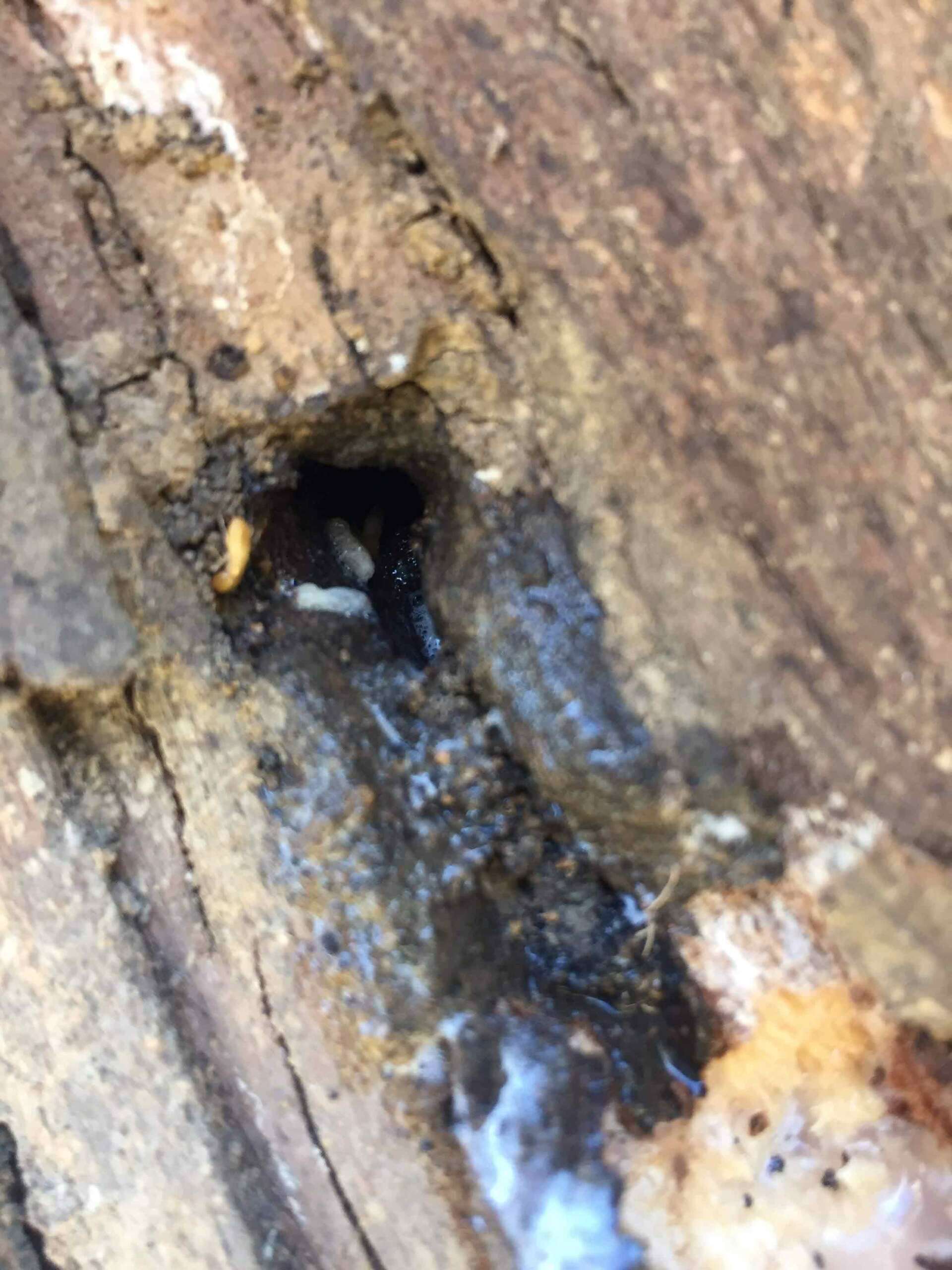 After Spraying the Termites — Pest Control In Port Macquarie, NSW