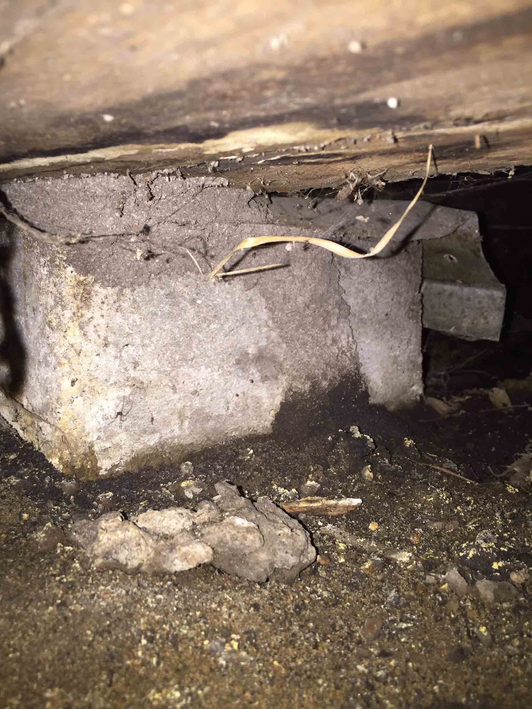 Under the House — Pest Control In Port Macquarie, NSW