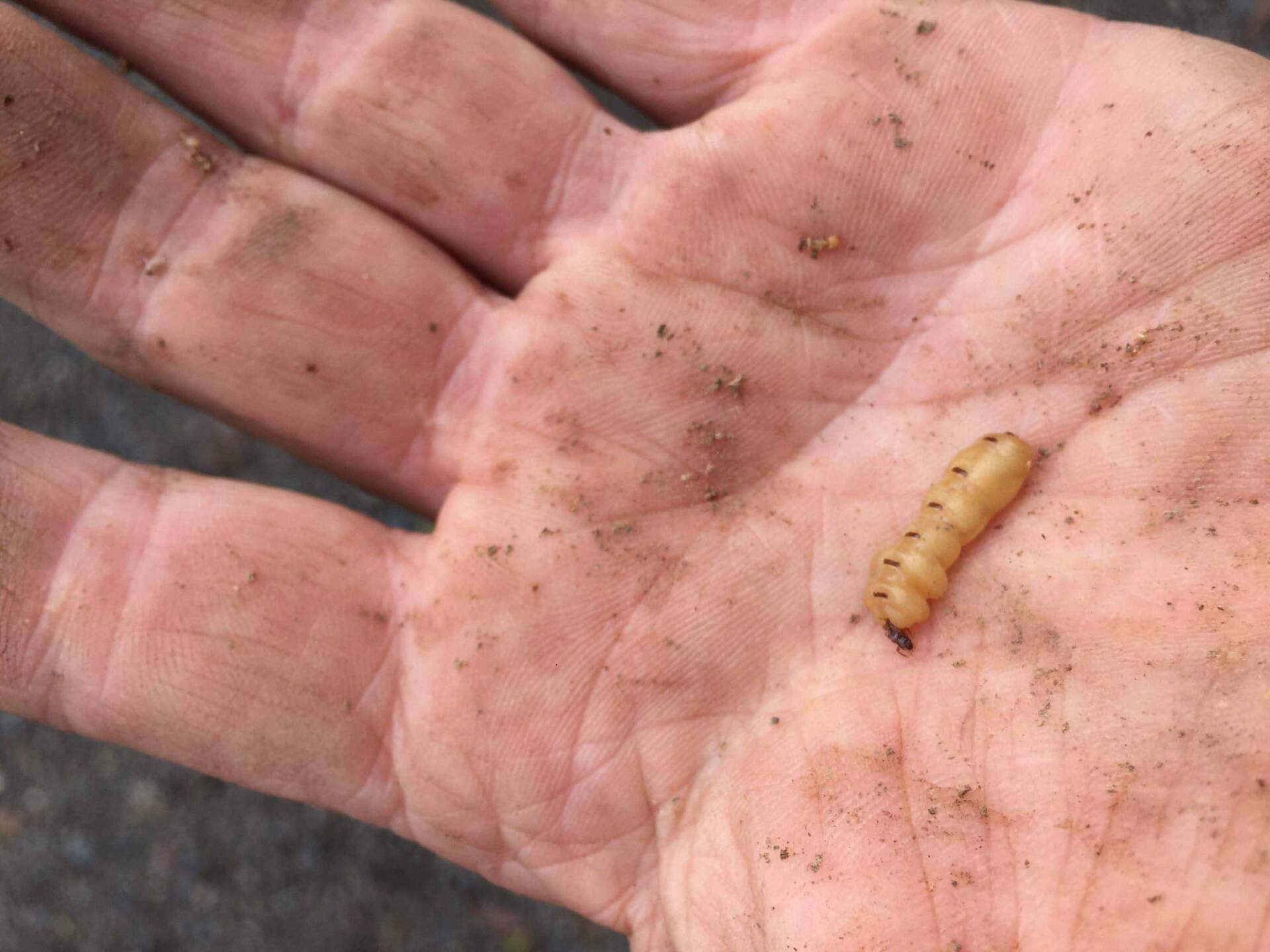 Single Termite  on the Hand — Pest Control In Port Macquarie, NSW