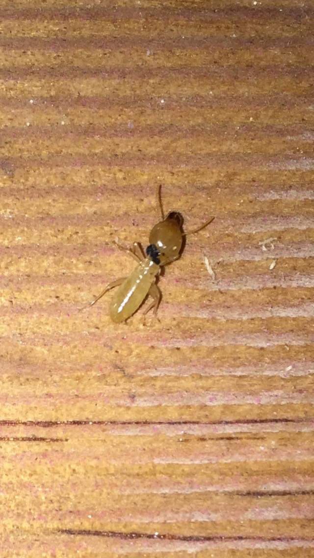 Single Termite  — Pest Control In Port Macquarie, NSW