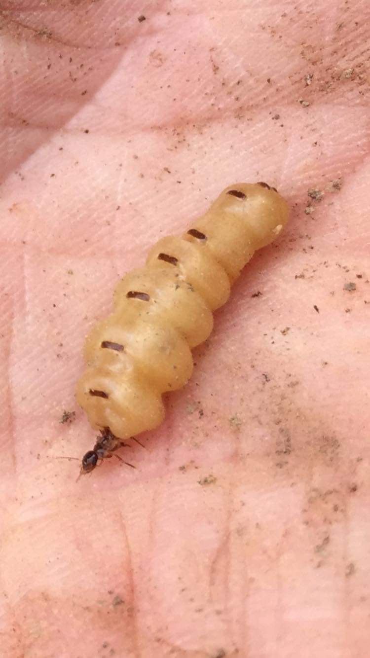 Termite  — Pest Control In Port Macquarie, NSW
