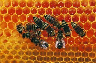 bees