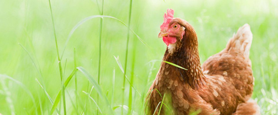 Chicken care