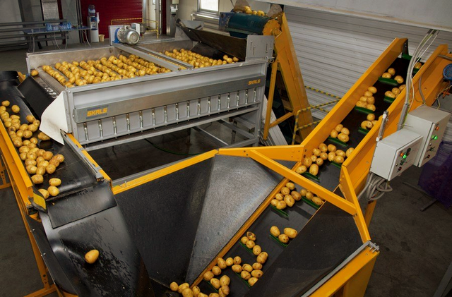 potato production