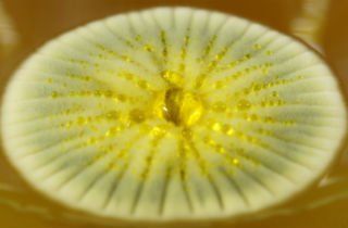 Bio-fungus