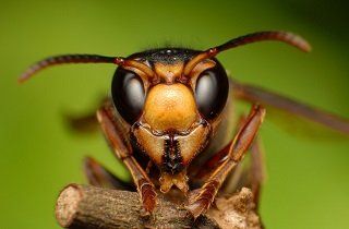 insect