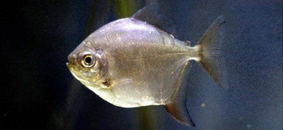SILVER DOLLAR FISH