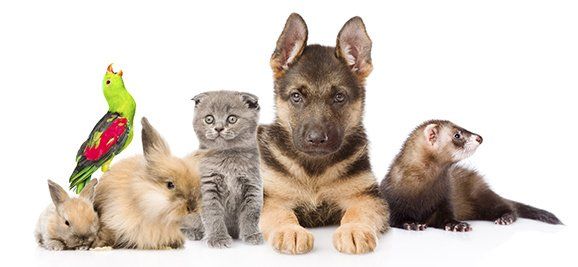 Group of animals