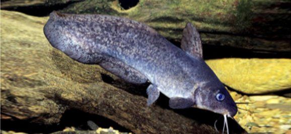 TANDANUS FISH