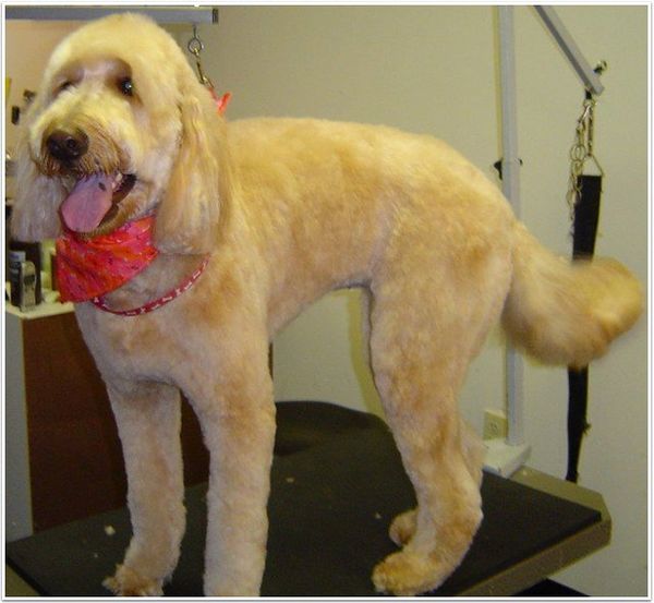 Dog groomed by Jennifer