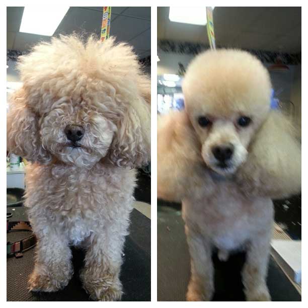 Dog groomed by Sheila