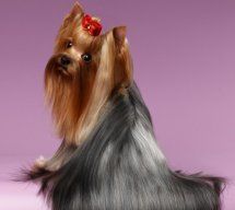 Gorgeous Dog - Dog Grooming in Colchester, VT