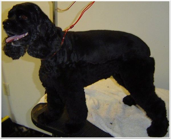 Dog groomed by Jennifer