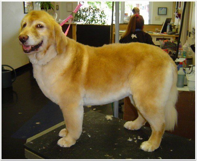 Dog groomed by Jennifer