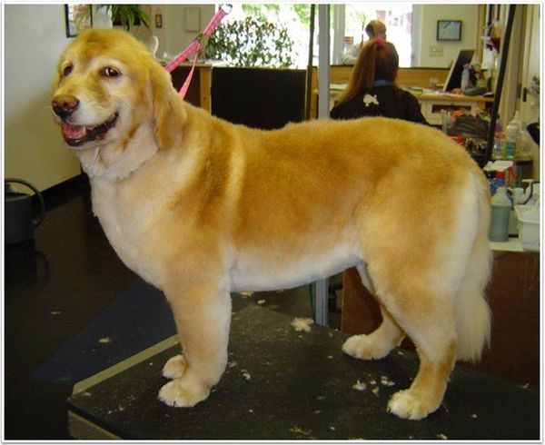 Dog groomed by Jennifer