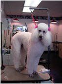 Dog groomed by Sheila
