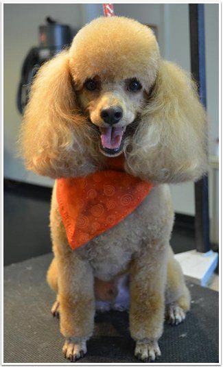 Dog groomed by Sheila