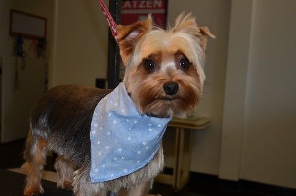 Dog groomed by Sheila