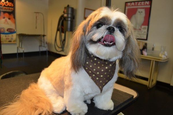 Dog groomed by Sheila
