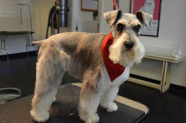 Dog groomed by Sheila