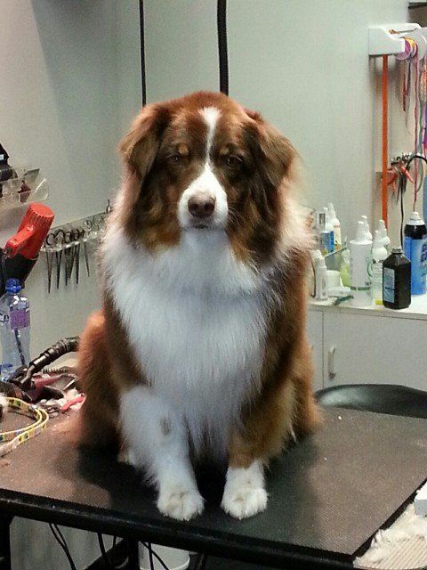 Dog groomed by Sheila