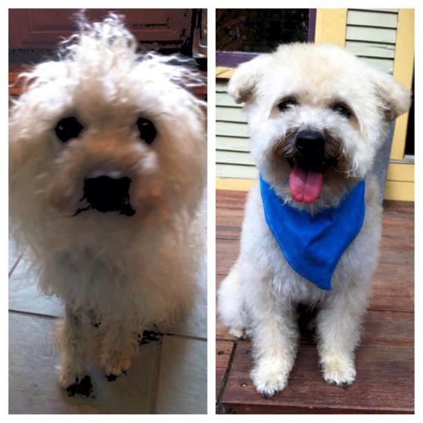 Dog groomed by Jennifer