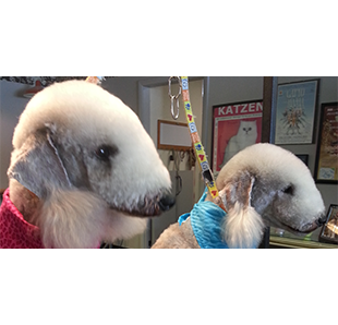 Dog groomed by Sheila