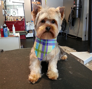 Dog groomed by Sheila