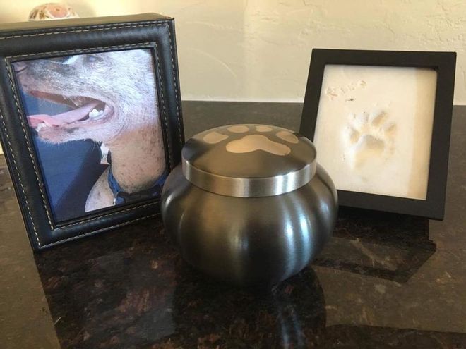 Pet Cremation - Man With His Dog in Sierra Vista, AZ Pet Cremation - Man With His Dog in Sierra Vista, AZ