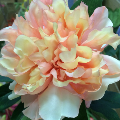 Coral Peony