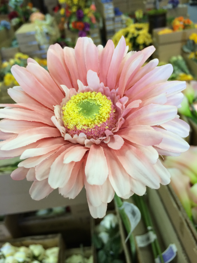 Pink Daisy