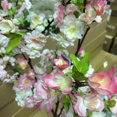 Cherry Blossom